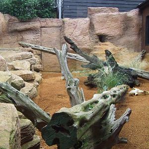 Fennec Fox outdoor enclosure