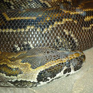 African Rock Python