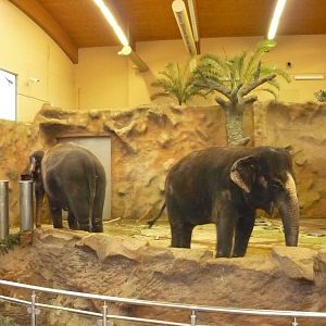 Elephant House Indoors