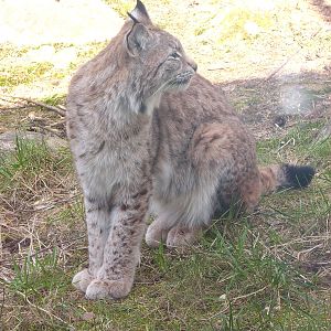 LYNX