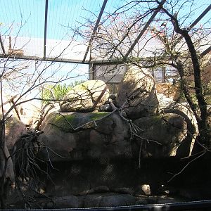 2nd Kopje Aviary 2-10-09