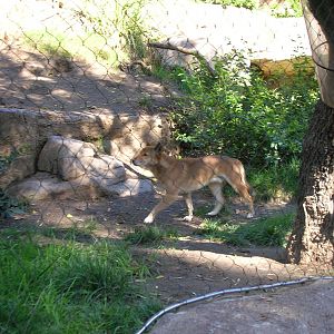 New Guinea Singing Dog 2-10-09
