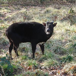 Lowland Anoa being rather vocal.