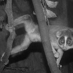 Northern Slender Loris, Nightzone
