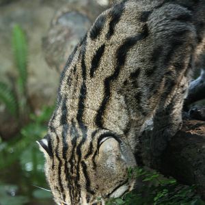 Fishing cat taronga zoo
