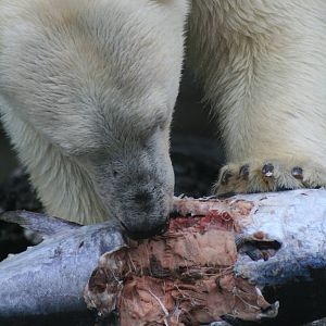 polar bears sea world