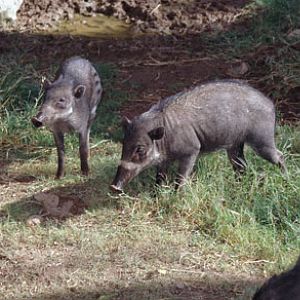 visayan warty pigs