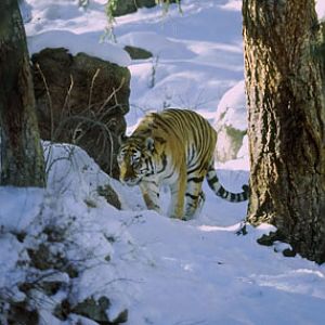 amur tiger at Cheyenne Mountain Zoo