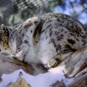 snow leopard at Cheyenne Mountain Zoo