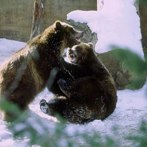 grizzly bears at Cheyenne Mountain Zoo