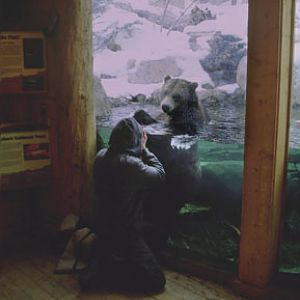 photographer with grizzly bear at Cheyenne Mountain Zoo