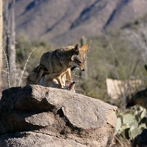 coyotes at Arizona Sonora Desert Museum