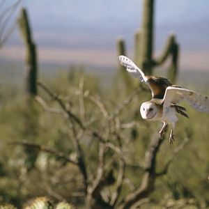 raptor free flight demo at Arizona Sonora Desert Museum