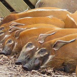 One after the other :-)