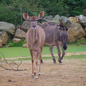 Greater Kudu and Zeedonk, Spirit of Africa Exhibit
