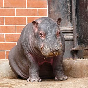 hippo baby