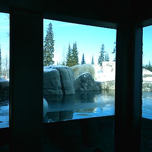 Polar Bear Pool Decemeber 2006