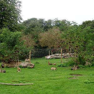 Aalborg Zoo - Pampas