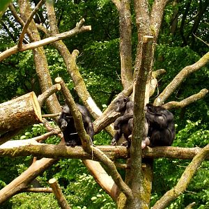 Aalborg Zoo - Chimpanzees