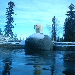 Polar Bear December 2006