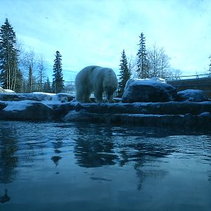 Polar Bear December 2007