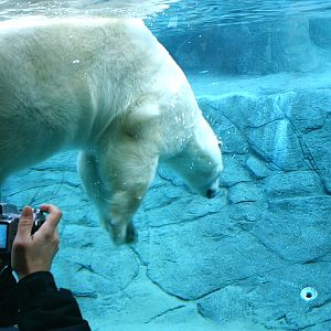 Polar Bear December 2007