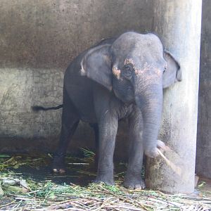 Lunch time for Kajaltara