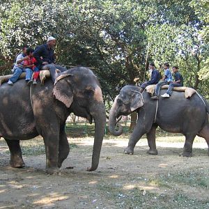 Elephant rides