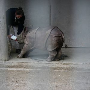 Baby Rhino 2-8-09