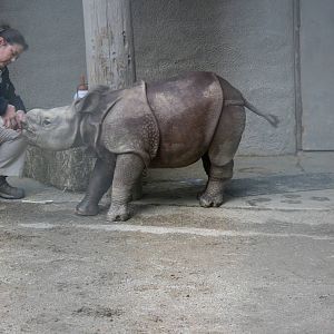 Baby Rhino 2-8-09