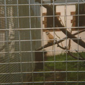 Female Patas Monkey 1988