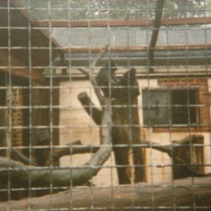 The Sulawesi Crested Macaque cage 1988