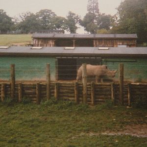 White Rhino 1988