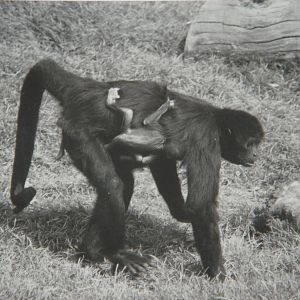Female Colombian Black Spider Monkey 1992