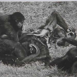Margaret with TWO infants . 1992