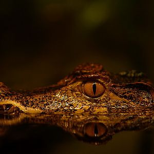 Cuvier's dwarf caiman at Chemnitz zoo