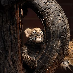 Iranian leopard cub at Chemnitz zoo