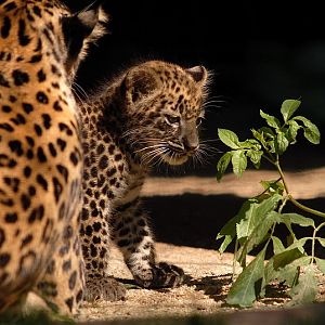 Iranian leopard at Chemnitz zoo
