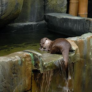 Short clawed otter at Timmendorfer Strand