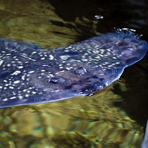Stingray at Timmendorfer Strand