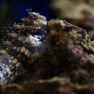 Combtooth blenny at Timmendorfer Strand