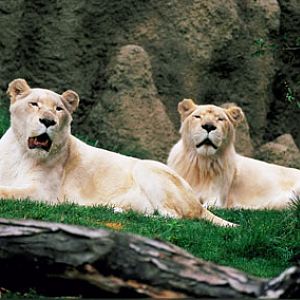 white lions at Philadelphia Zoo