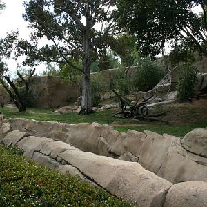 Gorilla Exhibit 2-8-09
