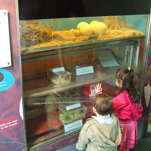 Naked Mole Rat Exhibit, B.U.G.S., Web of Life exhibition