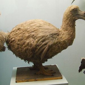 Reunion Island Dodo, Raphus solitarius, Natural History Museum, London