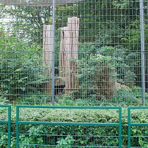 Leopard enclosure
