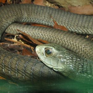 Boomslang, Reptile House