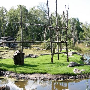 Orang-utan island - Furuvik