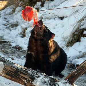 Copenhagen Zoo - Tasmanian devil
