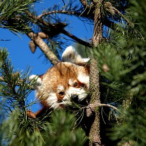 Copenhagen Zoo - Red panda